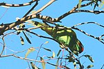 Glossopsitta concinna -Toowoomba -Queensland-8.jpg