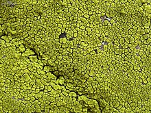 Gold Cobblestone Lichen (4752151307) .jpg