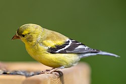 Chardonneret jaune femelle