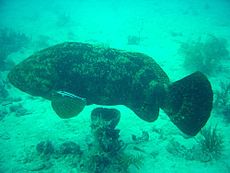 Goliathgrouper1.jpg