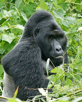 Gorillas in Uganda-1, by Fiver Löcker.jpg