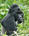 Bierich Gorilla