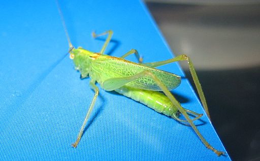Grasshopper inside