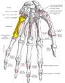 Palmer view of the left hand (fifth metacarpal shown in yellow).