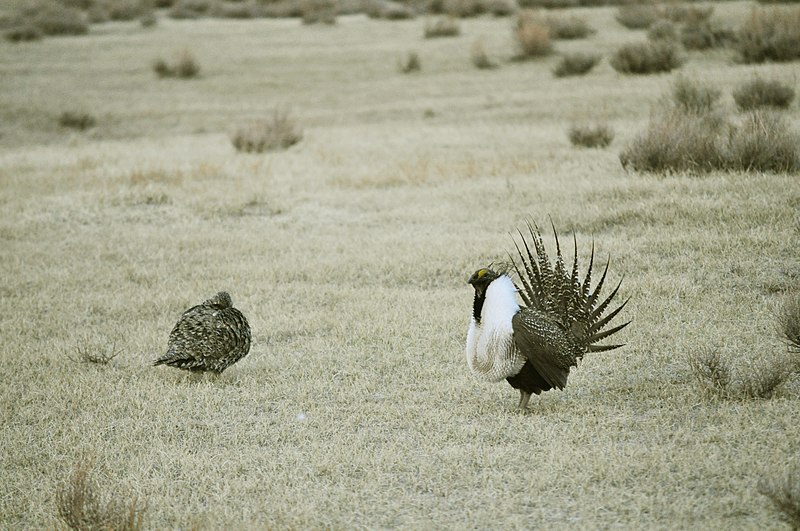 File:Greater Sage-Grouse (7094209181).jpg