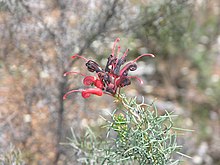 Grevillea bipinnatifida.JPG