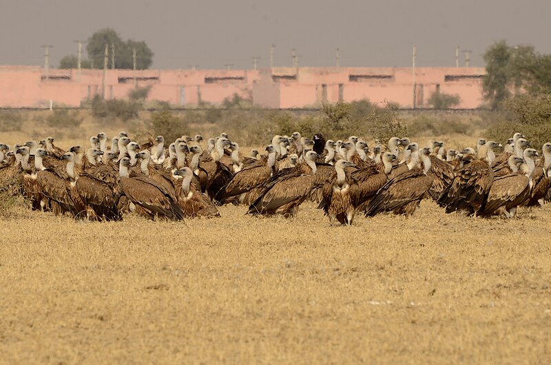 File:Griffon vultures gyps fulvus cinereous vulture in jorbeed bikaner JEG4785.jpg