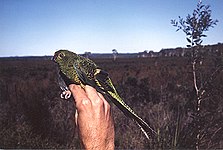 Ground Parrot cooloolah.jpg