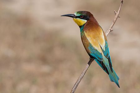 European bee-eater (Merops apiaster)