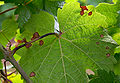 Guignardia bidwellii - Blatt und Stielbefall