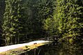 Höllbachsee nahe des Falkensteins (Bayerischer Wald)