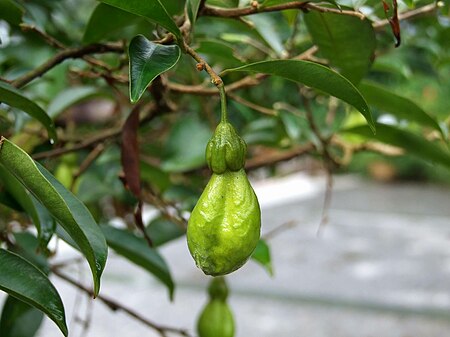 HK Aquilaria sinensis Fruits.JPG