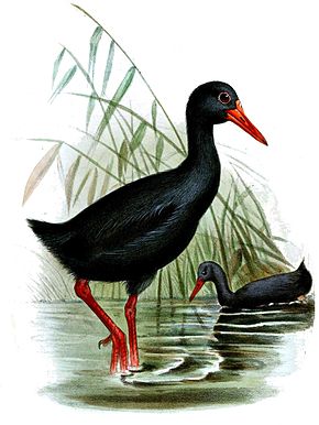 Desenho de dois pássaros pretos com longos bicos vermelhos em uma lagoa rasa;  à esquerda, o mais próximo anda na água, mostrando longas pernas vermelhas;  à direita, o mais longe está nadando.