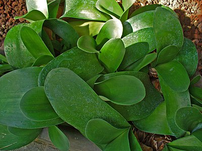 Haemanthus albiflos Leaves