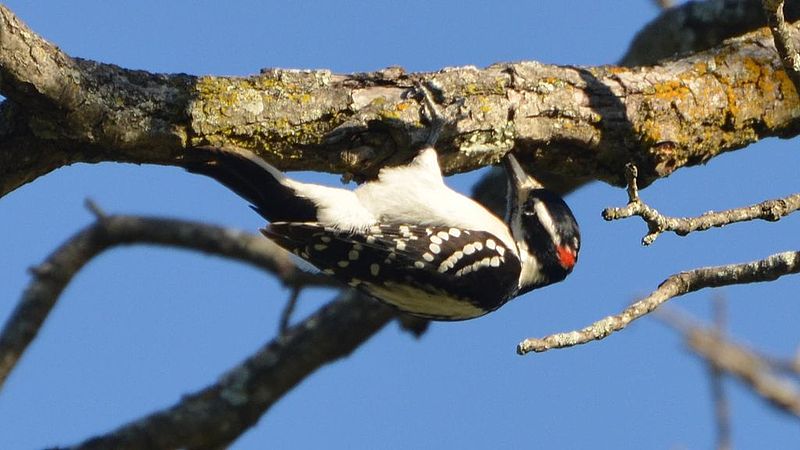 File:Hairy Woodpecker (8467662745).jpg