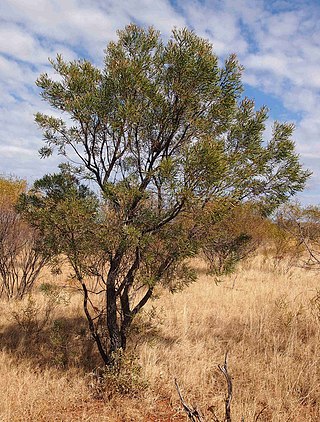 <i>Hakea arborescens</i> Species of plant in the family Proteaceae native to northern Australia.