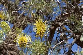 <i>Hakea eyreana</i> Species of tree in the family Proteacea endemic to arid parts of inland Australia