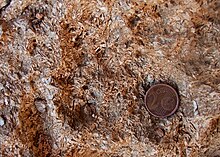 Detaljefoto af en kalksten fra Tabernas-ørkenen i Spanien, der dannes ved sedimentering af segmenter af Halimeda, der stadig er synlige i klippestrukturen
