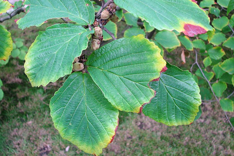 File:Hamamelis x intermedia Oczar pośredni 2007-08-11 05.jpg