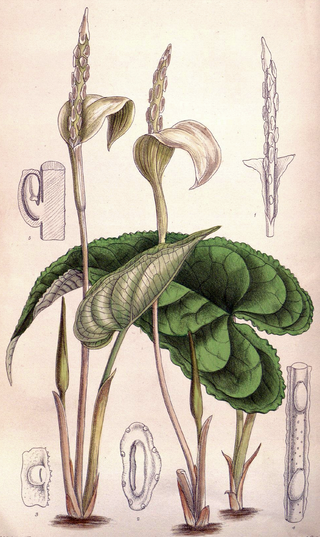 <i>Hapaline</i> (plant) Genus of flowering plants