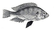 Haplochromis victorianus