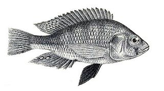 <i>Haplochromis victorianus</i> species of fish