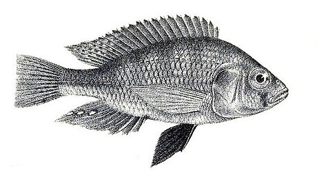 Haplochromis victorianus