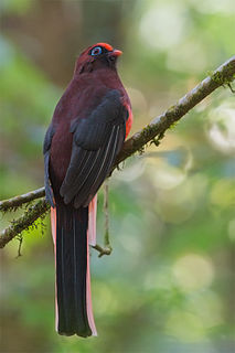 Wards trogon Species of bird