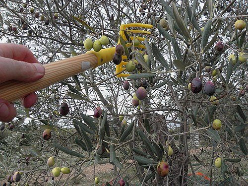 Harvesting of olives for oil, with special comb