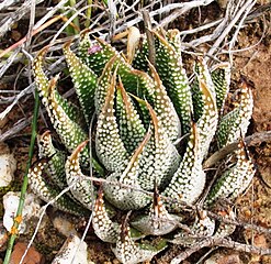 Haworthia minima MBB 7.jpg