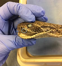 Heat-sensing pits located in blue circle on a rattlesnake specimen: Location of the pit is the same in all Viperidae. Heat Sensing Pits, Rattlesnake.jpg