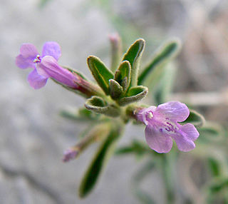 <i>Hedeoma drummondii</i> Species of plant