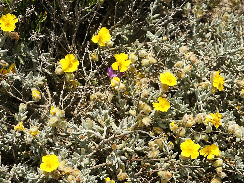 File:Helianthemum caput-felis (plant).jpg