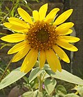 Миниатюра для Файл:Helianthus-Sunflower (4).JPG