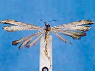 <i>Hellinsia phlegmaticus</i> Species of plume moth