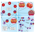 Hemoglobinopathies and the pathogenesis of Plasmodium falciparum malaria - Journal.ppat.1003327.g001.png
