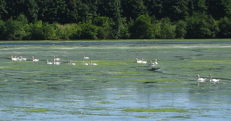 Файл:Hengsteysee PodrPro a010.jpg