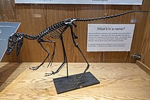Hesperornithoides at Wyoming Dinosaur Center.jpg