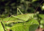 Miniatuur voor Grote groene sabelsprinkhaan