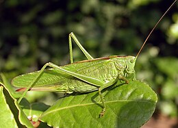 Žaliasis žiogas (Tettigonia viridissima)