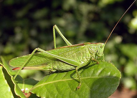 Ensifera, like this great green bush-cricket Tettigonia viridissima, somewhat resemble grasshoppers but have over 20 segments in their antennae and different ovipositors.