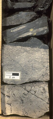 Thin coal seam with underclay pervasively churned by roots as cored from the Lower Cretaceous (Berriasian to lower Valanginian) Hibernia Formation at the Hibernia K-14 well in the Hibernia oilfield. Hibernia K-14 3907.80m.jpg