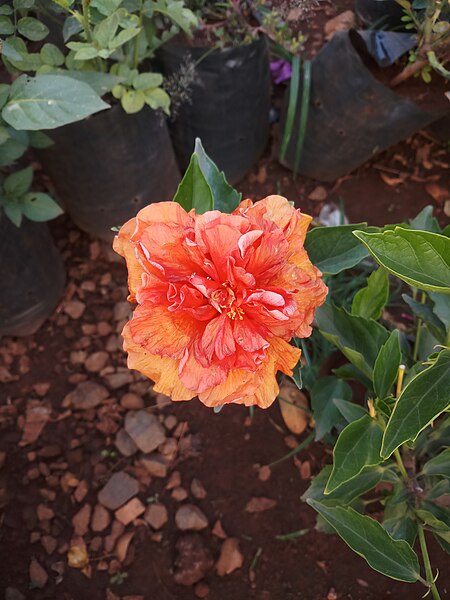 File:Hibiscus rosa-sinensis 3.jpg