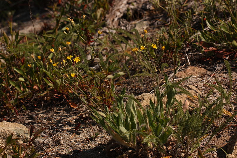 File:Hieracium scouleri 3166.JPG