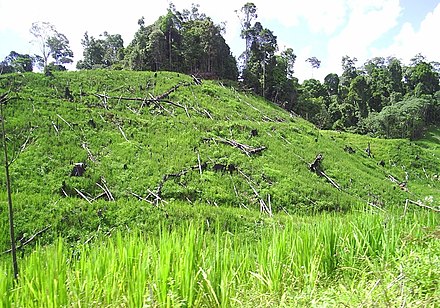 Data Kakus paddy hill rice field - October 2004 Hill paddy in Data Kakus.jpg