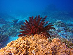 File:Himerometra robustipinna 7419775.jpg (Category:Echinoderms of Queensland)