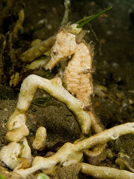 File:Hippocampus kuda (Estuary seahorse).jpg