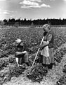 Hoeing strawberry field, Salem, circa 1940 (7951533492).jpg