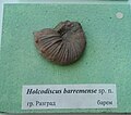 en:Holcodiscus barremense sp.n. en:Barremian, en:Razgrad, Cr1 2930 (Coll. V.Tzankov & St.Breskovski) at the en:Sofia University "St. Kliment Ohridski" Museum of Paleontology