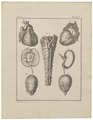 Homo sapiens - ingewanden - 1700-1880 - Print - Iconographia Zoologica - Special Collections University of Amsterdam - UBA01 IZ19600109.tif